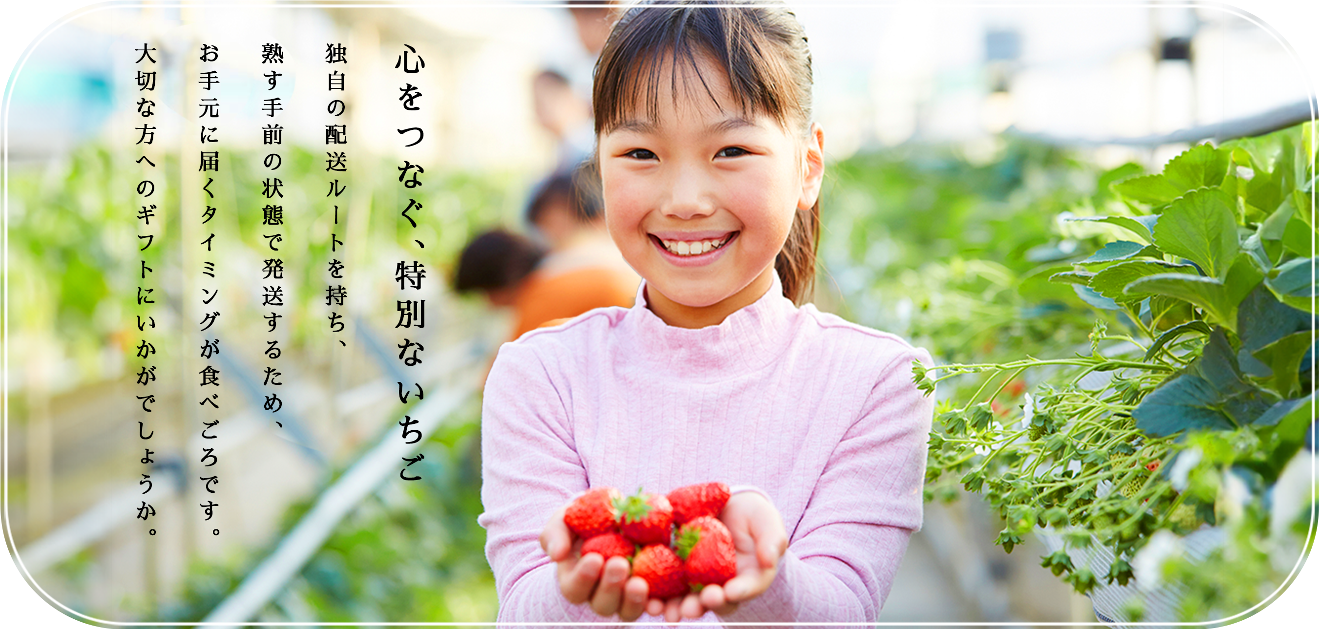 心をつなぐ、特別ないちご。独自の配送ルートを持ち、熟す手前の状態で発送するため、お手元に届くタイミングが食べごろです。大切な方へのギフトにいかがでしょうか。